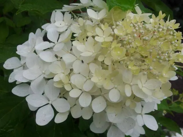 Hydrangea paniculata Phantom: planting and care