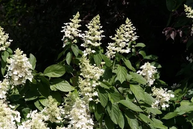 Hydrangea paniculata Phantom: planting and care