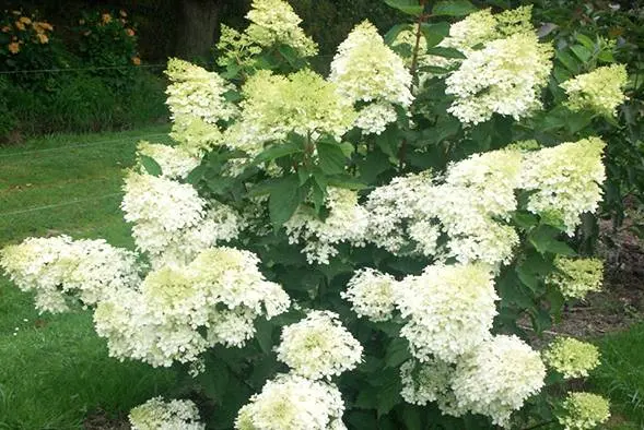 Hydrangea paniculata Phantom: planting and care