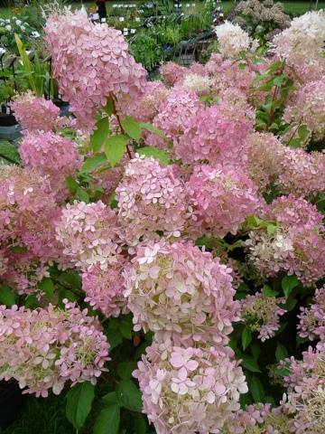 Hydrangea paniculata Phantom: planting and care