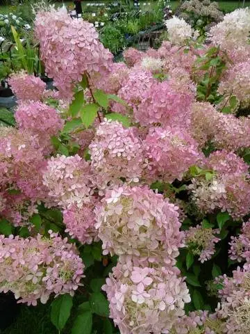 Hydrangea paniculata Phantom: planting and care