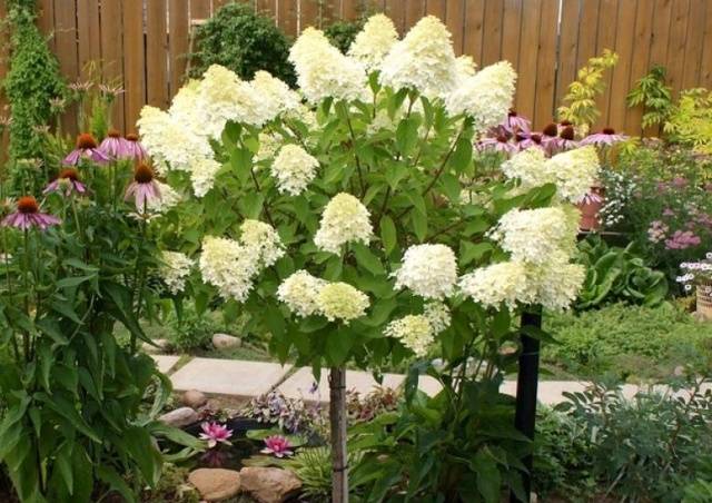 Hydrangea paniculata Phantom: planting and care