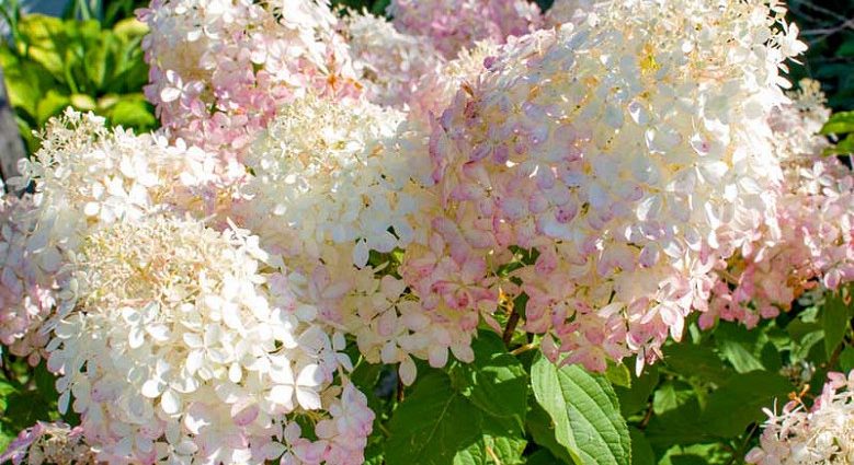 Hydrangea paniculata Phantom: planting and care