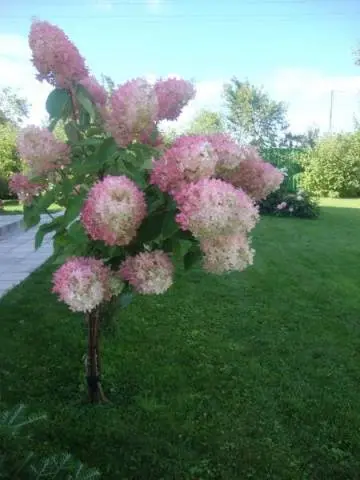 Hydrangea paniculata Phantom: planting and care