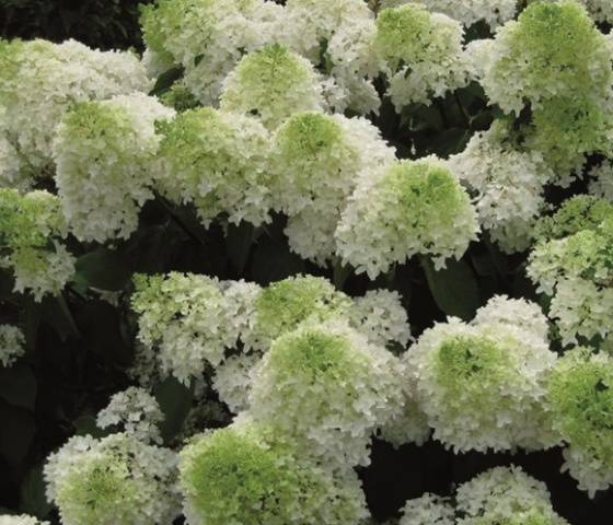 Hydrangea paniculata Phantom: planting and care