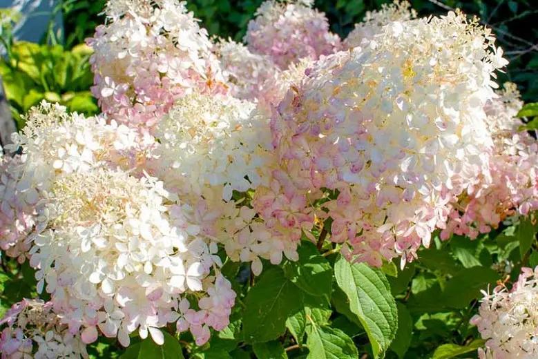 Hydrangea paniculata Phantom: planting and care