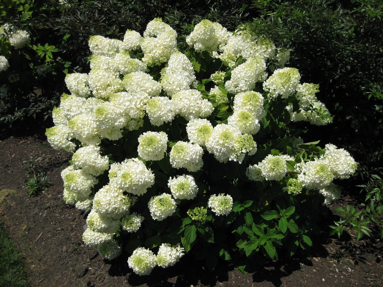 Hydrangea paniculata &#8220;Phantom&#8221;: variety description, planting and care, reviews of gardeners 2022 + photo