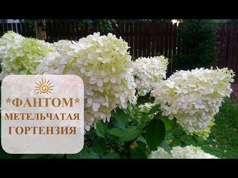 Hydrangea paniculata Phantom: variety description, planting and care, reviews of gardeners 2022 + photo