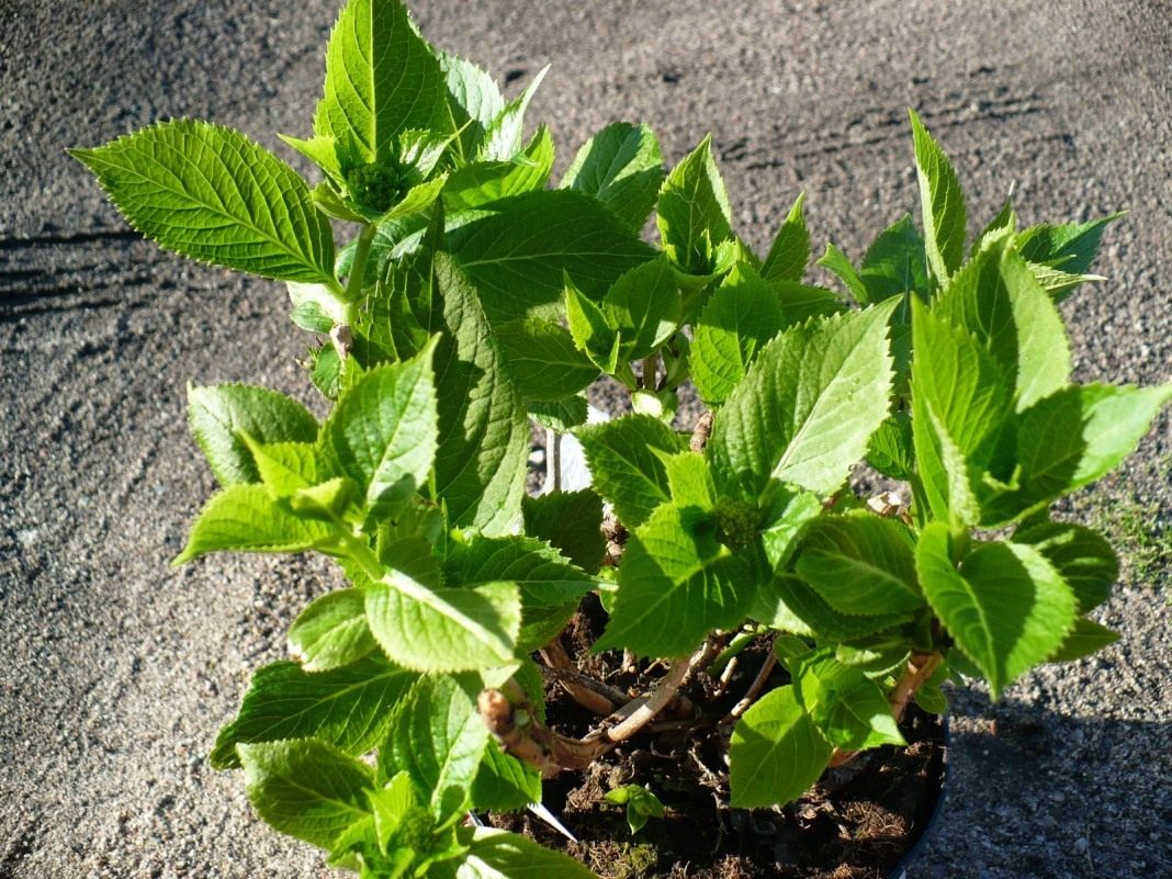 Hydrangea paniculata &#8220;Phantom&#8221;: variety description, planting and care, reviews of gardeners 2022 + photo