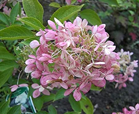 Hydrangea paniculata &#8220;Phantom&#8221;: variety description, planting and care, reviews of gardeners 2022 + photo