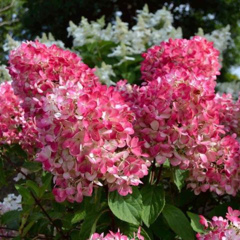 Hydrangea paniculata Pink Diamond: description and photo, reviews