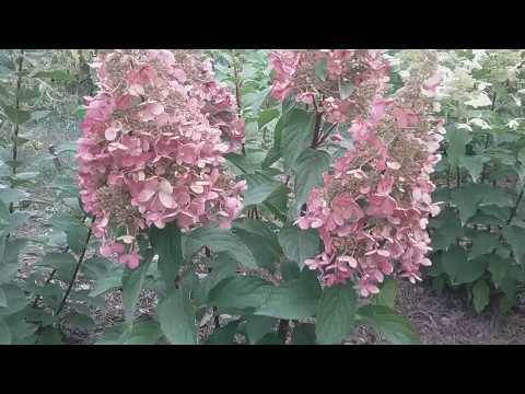 Hydrangea paniculata Pink Diamond: description and photo, reviews