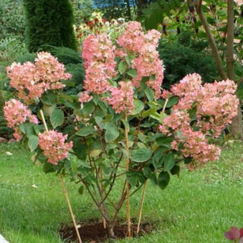 Hydrangea paniculata Pink Diamond: description and photo, reviews