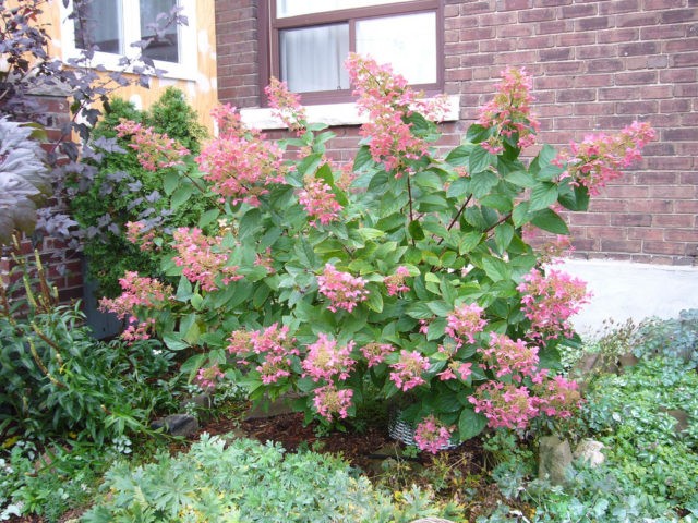 Hydrangea paniculata Pink Diamond: description and photo, reviews