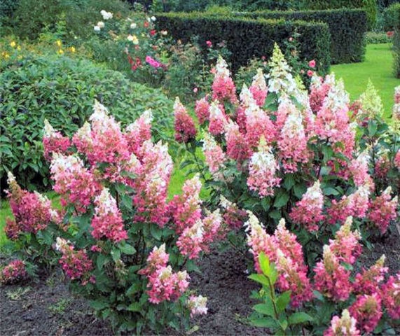 Hydrangea paniculata Pink Diamond: description and photo, reviews