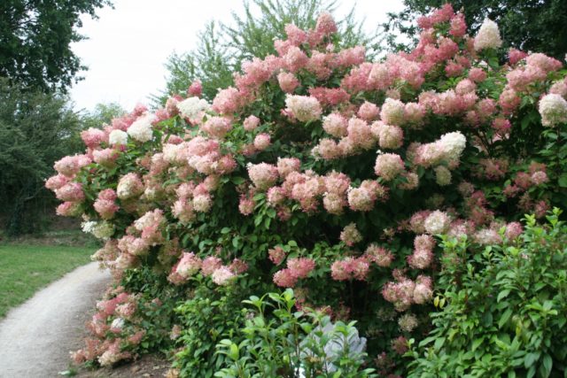 Hydrangea paniculata Pink Diamond: description and photo, reviews