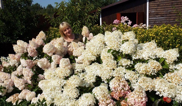 Hydrangea paniculata Pink Diamond: description and photo, reviews