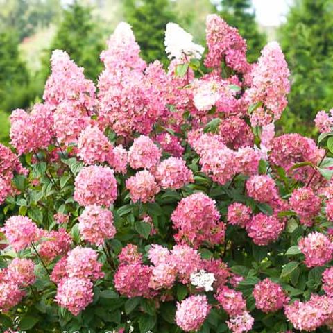 Hydrangea paniculata Pink Diamond: description and photo, reviews