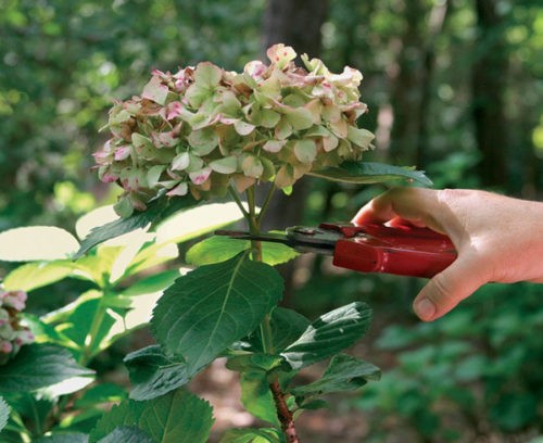 Hydrangea paniculata Pinky Winky: description, sizes, reviews and photos