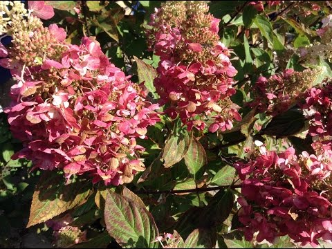 Hydrangea paniculata Pinky Winky: description, sizes, reviews and photos