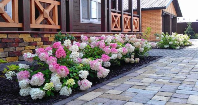 Hydrangea paniculata Pinky Winky: description, sizes, reviews and photos