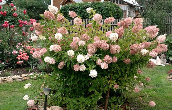 Hydrangea paniculata Pinky Winky: description, sizes, reviews and photos