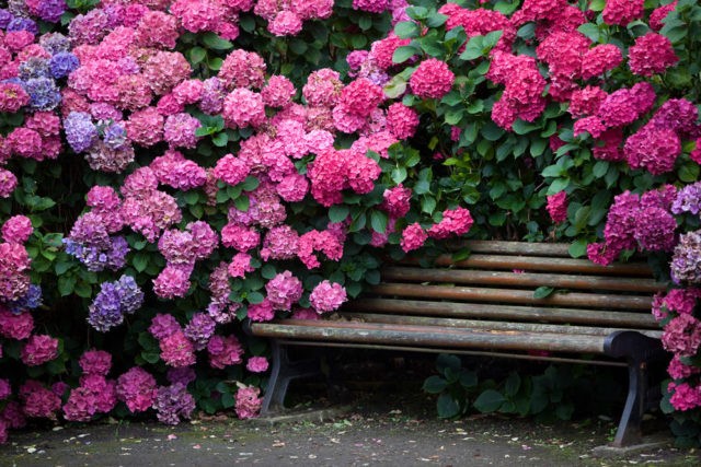 Hydrangea paniculata Pinky Winky: description, sizes, reviews and photos