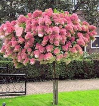 Hydrangea paniculata Pinky Winky: description, sizes, reviews and photos