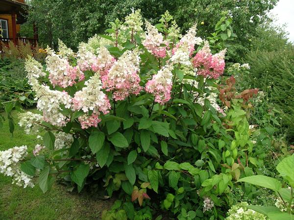 Hydrangea paniculata Pinky Winky: description, sizes, reviews and photos