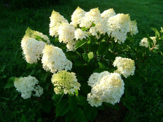 Hydrangea paniculata Silver Dollar: description, photos and reviews