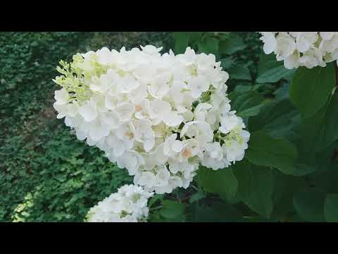 Hydrangea paniculata Silver Dollar: description, photos and reviews