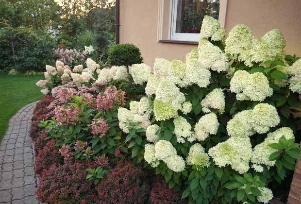 Hydrangea paniculata Silver Dollar: description, photos and reviews