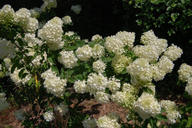 Hydrangea paniculata Silver Dollar: description, photos and reviews