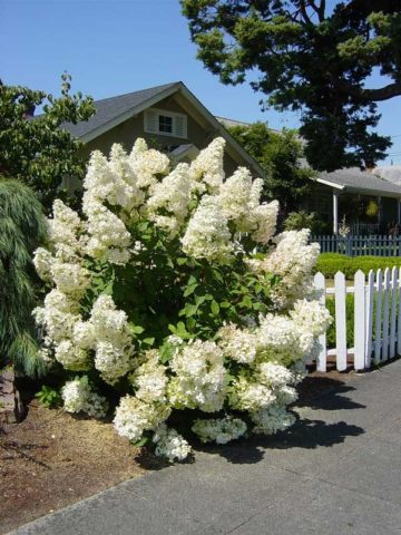 Hydrangea paniculata Silver Dollar: description, photos and reviews