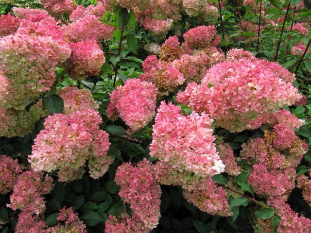 Hydrangea paniculata Strawberry Blossom: description, planting and care, reviews