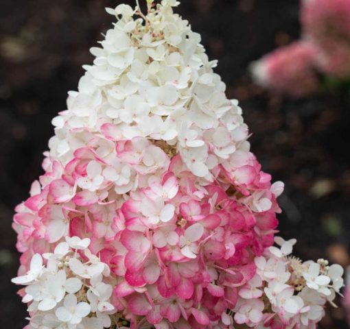 Hydrangea paniculata Strawberry Blossom: description, planting and care, reviews