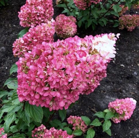 Hydrangea paniculata Strawberry Blossom: description, planting and care, reviews