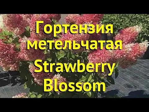 Hydrangea paniculata Strawberry Blossom: description, planting and care, reviews