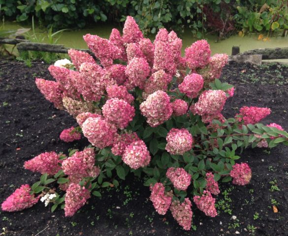 Hydrangea paniculata Sunday Fraise: description, photos and reviews