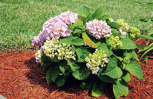 Hydrangea paniculata Sunday Fraise: description, photos and reviews