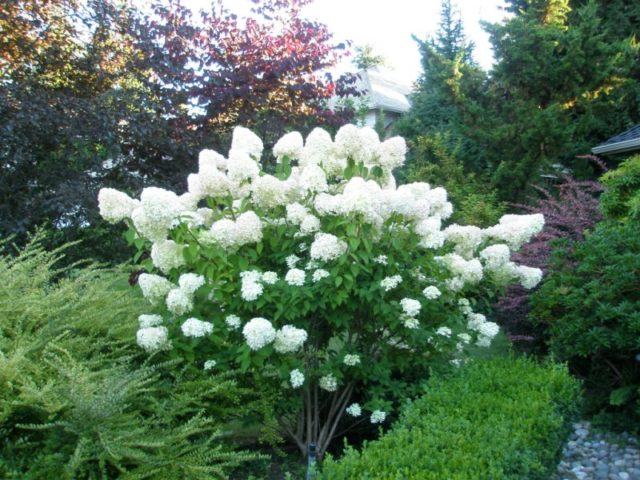 Hydrangea paniculata Sunday Fraise: description, photos and reviews