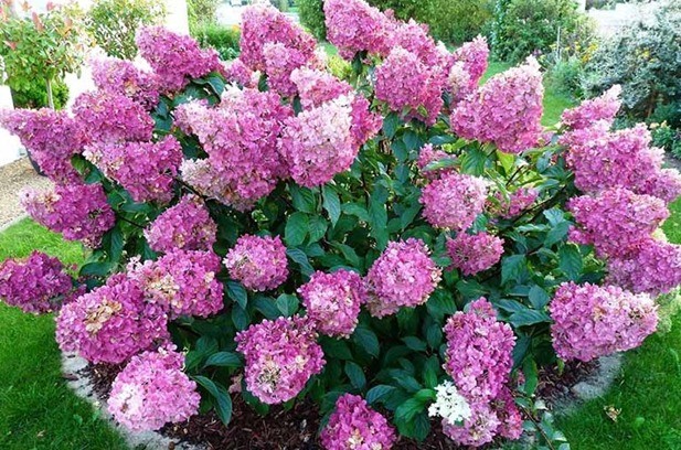 Hydrangea paniculata Sunday Fraise: description, photos and reviews