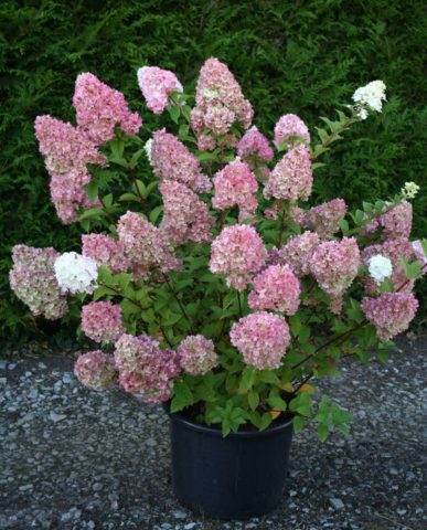 Hydrangea paniculata Sunday Fraise: description, photos and reviews