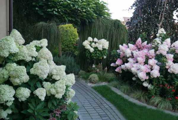 Hydrangea paniculata Sunday Fraise: description, photos and reviews