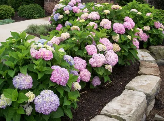 Hydrangea paniculata Sunday Fraise: description, photos and reviews