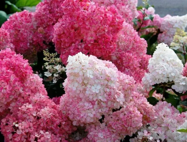 Hydrangea paniculata Sunday Fraise: description, photos and reviews