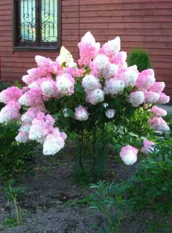 Hydrangea paniculata Sunday Fraise: description, photos and reviews