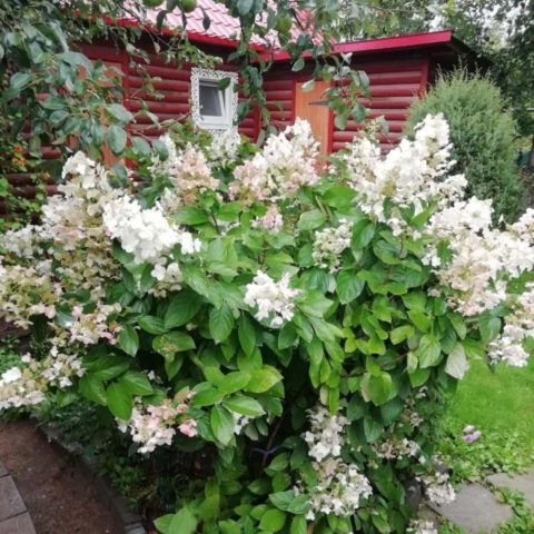 Hydrangea paniculata Tardiva: planting and care, reproduction, reviews