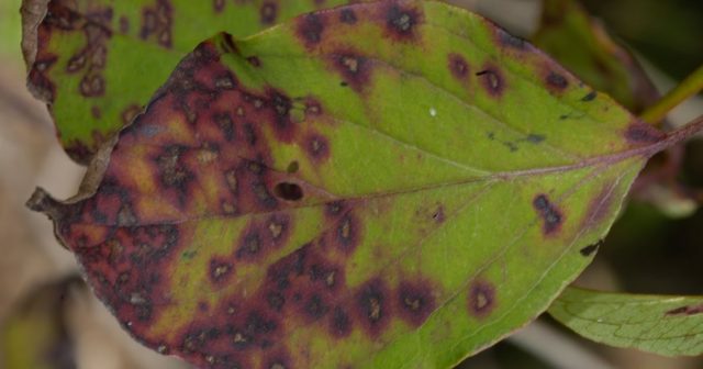 Hydrangea paniculata Tardiva: planting and care, reproduction, reviews