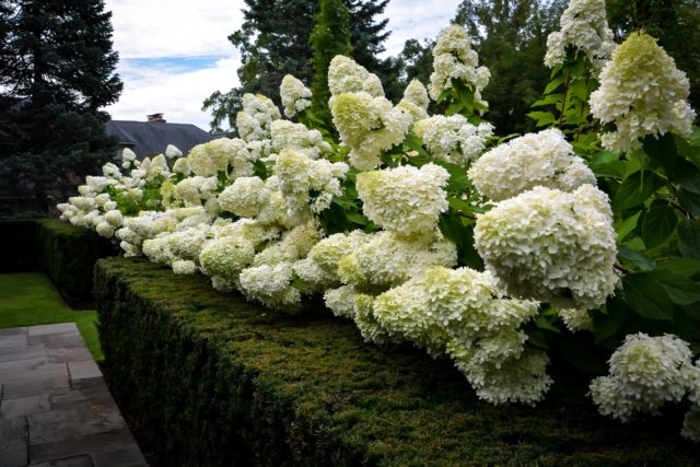 Hydrangea paniculata Tardiva: planting and care, reproduction, reviews